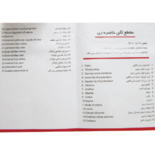 بازی آموزشی طرح مولاژ مقطع لگن خاصره زن مدل ASM36